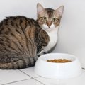 猫が『隠れて食事をする』理由3選　安心してご飯が食べてもらうためには