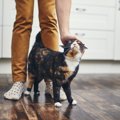 猫が『飼い主の足元をぐるぐる回る』時に考えられること4つ