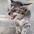 『目が塞がり一匹で歩いていた子猫』お世話したら…沢山の愛情を受け育…