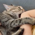 愛猫が突然『ガブッと噛んできた』のはなぜ？考えられる5つの理由　猫なり…