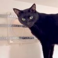 脱走に使う予定の『換気口』をパパにふさがれてしまった黒猫→開けてほ…