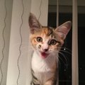 猫は自分の名前を理解している？分かってもらうための4つの方法