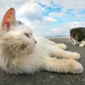 「ノネコ」と「野良猫」って違うの？！猫の名称10個の解説！