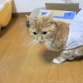 『袋から抜け出せなくなった猫』試行錯誤する姿に180万人がニヤけた「…