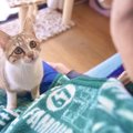 子猫が『パパ好きすぎた』結果…『抱っこのおねだり方法』が天使すぎる…