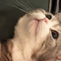 猫が苦手な『爪切り』をしようとしたら…『ぴえん顔で訴えてくる』たまらな…