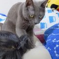 猫が娘を起こそうと頑張った結果…難易度高すぎて『ママに見せた反応』…