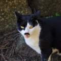 猫の『顔まわり』に表れがちな模様5つ　個性あふれる特徴や呼び名の由…