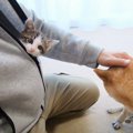 『犬が苦手な子猫』を慣れさせるために柴犬が協力した結果…まさかの瞬間が…