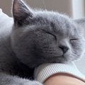 『仕事にならない』→パソコンで作業をしていると、甘えん坊な子猫が…可愛…