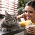 猫が『自分の名前』をわかっているか確かめる方法4つ！覚えてもらうた…