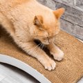 猫の困った『引っかき癖』はなぜ起きる？考えられる4つの原因とやめさせる…