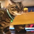 『怖いニャ…！』雷にビビる猫さんたち