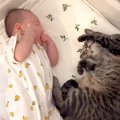 ママがベビーベッドを見に行くと、ネコが丸まっていて…赤ちゃんと距離…