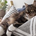 猫が『飼い主の枕』を独占しちゃう理由3つ♪