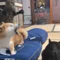 猫と柴犬の遊びが『激しすぎた』結果…思わぬ結末が笑えると50万7000再生「…