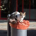 いったいなぜ？飼い猫が次々に失踪し「16キロ離れた場所で発見」の謎…