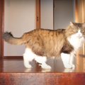 日の当たるところに猫ちゃんの姿あり？！朝日を浴びて清々しい1日の始…