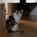トイレの前で『出待ちしていた猫』→なぜか人間が後ろから現れると…まさか…