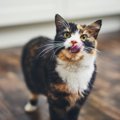 猫が『お腹が空いたニャ』と訴えているときの仕草5つ