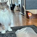 梱包を取り出して振り返ったら、ネコが…笑わずにはいられない『まさかの光…