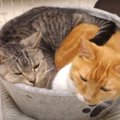 ベッドをシェア！暑さなんて関係ない猫ちゃん達