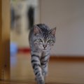 猫が『ふらふら』歩いている時に考えられる原因や対処法４つ