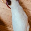保護したときは『こんなに白かった子猫』が、現在…同じ猫とは思えない…