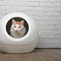 猫に『自動トイレ』は危険？使う時に注意すること3つとメリットもご紹…