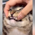 『猫の欠けた歯を治して』とAIにお願いした結果…思っていたのと違う『…