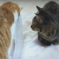 細長いプラケースを猫ちゃんたちに見せたときの反応とは？