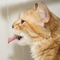 猫が脱水を起こしている時の見分け方4選