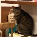 ３日いなかっただけなのに…！反応が塩対応過ぎる猫ちゃんたち