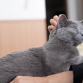 猫の中でも特に『優しい性格』をもつ猫種4つ♡