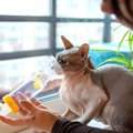 猫にも危険な『喘息』の症状5つ　原因や治療法から飼い主にできることまで…