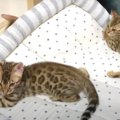 ヤンチャ過ぎる子猫ちゃんたちと遊ぶヤンチャな父猫さん♡