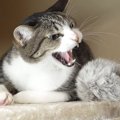 猫ちゃん接近中！毛玉を死守せよ