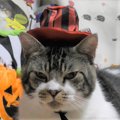 ハロウィンの下準備♪でも猫ちゃんは…