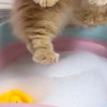 猫を『泡風呂』に入れてシャンプーした結果…4800万再生された『尊すぎる光…