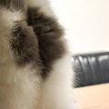 『キッチンを物色する猫』→後ろから撮影した結果…プリティーすぎる『…