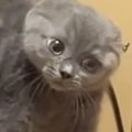 子猫が初めて『鏡の中の自分』と対面した結果…まさかの『反応』が可愛すぎ…