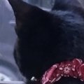 草刈りが気になる黒猫→落ちないように手を添えたら…思わず笑顔になる光景…