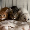 3つ子の子猫を保護して一緒のケージに入れたら…『息の揃ったフォーメーシ…