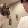 パソコンで作業をしていると、子猫がやってきて…全力すぎる『かまって…