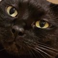 『ほっぺが凹んでいる』黒猫→『理由』が……微笑ましすぎる光景に1万い…
