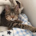 目が見えなくても毎日幸せ！全盲の子猫との暮らしは気付かされる事ば…