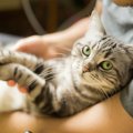 猫の『ストルバイト結石』ってどんな病気？その原因や症状、予防策5つ