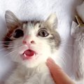 噛みつき癖のある子猫に初めてのお仕置きをした結果…『ほっこり』『最…