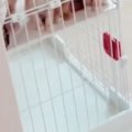 朝起きて部屋のドアを開けたら、『４匹の子猫たち』が…悶絶必至の光景が53…