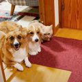 配達員『…すごい見てますね』出迎える犬猫3匹が超話題に　126万回見ら…